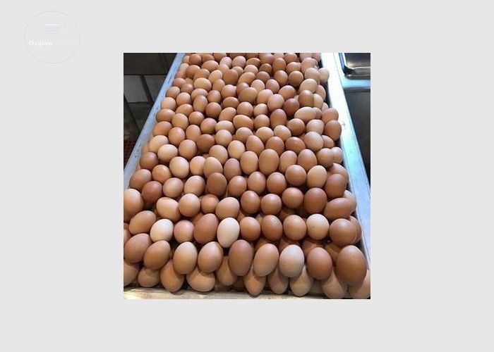  Fresh Eggs Available for Sale