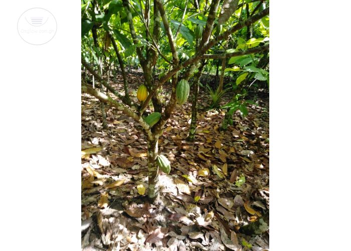 COCOA FARM FOR SALE