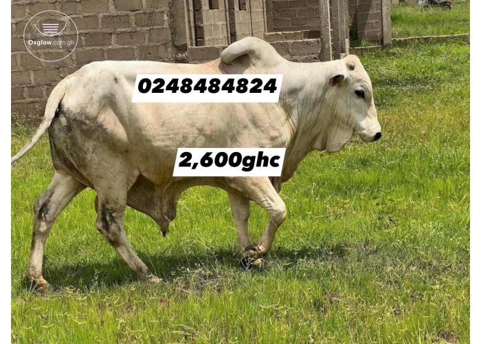cows for sale 
