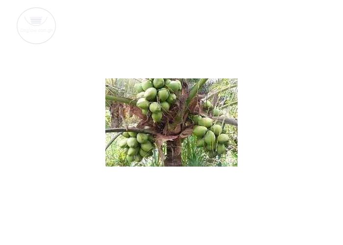 Malaysian Dwarf coconut seedlings