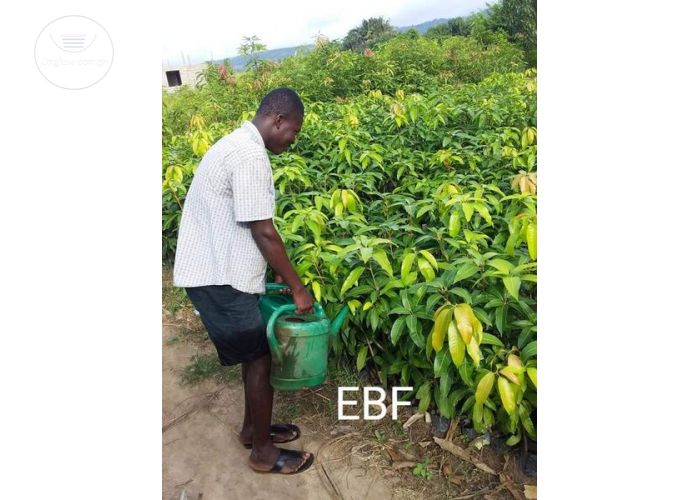 Mango Seedlings For Sale 