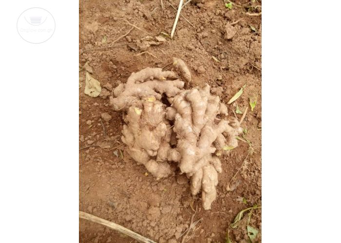 Organic ginger and tumeric
