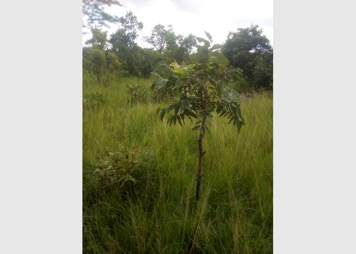 Farming land for sale or rent