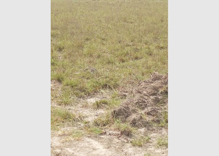 serene litigation free plot