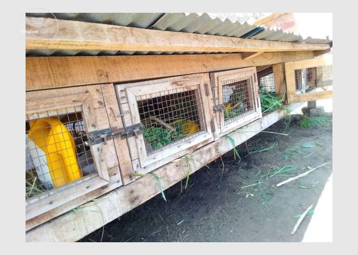 Animal Cage for Sale.
