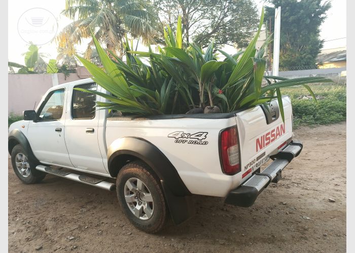 Certified Hybrid Seedlings 
