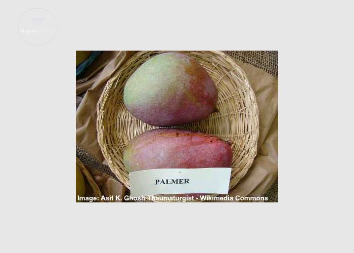 Certified Mango Seedlings
