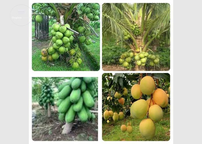 Dwarf seedlings are available
