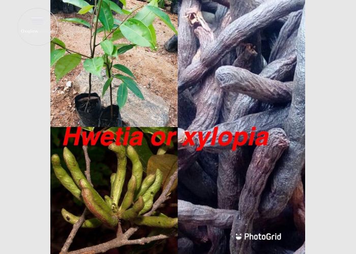 Organic Fruit Seedlings