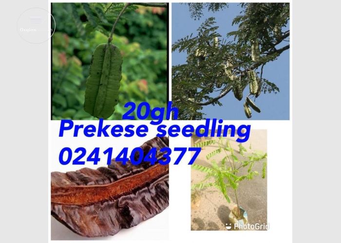 Organic Herbs Seedling