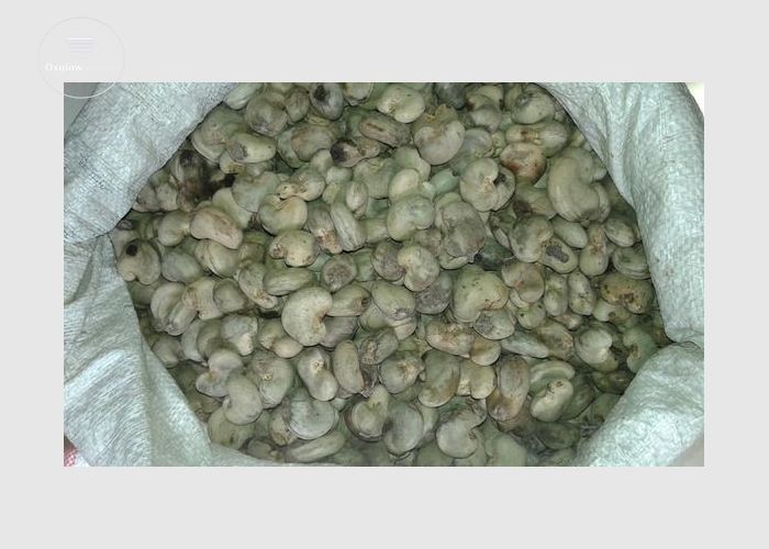 Raw Cashew Nuts Available