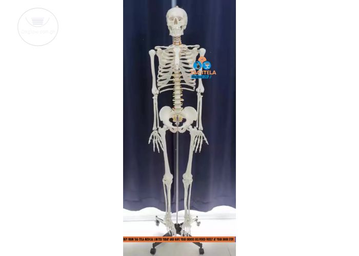 Anatomy Skeleton Model (85cm)