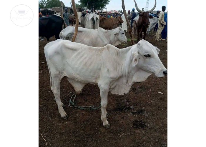 Healthy and strong gudali cows