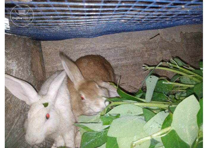 Rabbits
