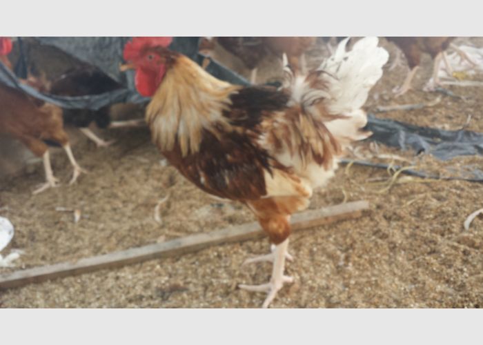 Fat and Healthy cocks For Sale 