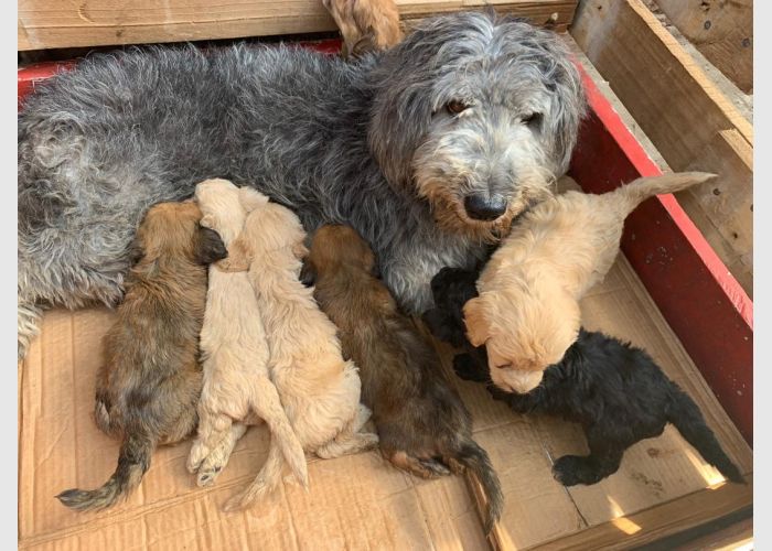 Dogs for sale