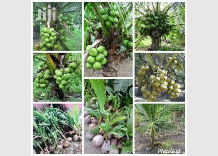 Malaysian dwarf coconut seedlings for sale.