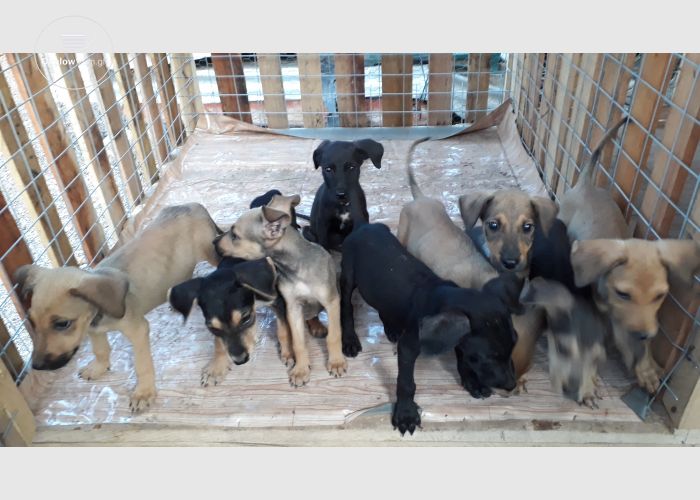 Exotic puppies for sale
