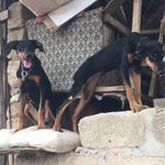 Doberman Pincher 