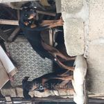 Doberman Pincher 