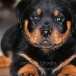 pedigree Rottweiler 